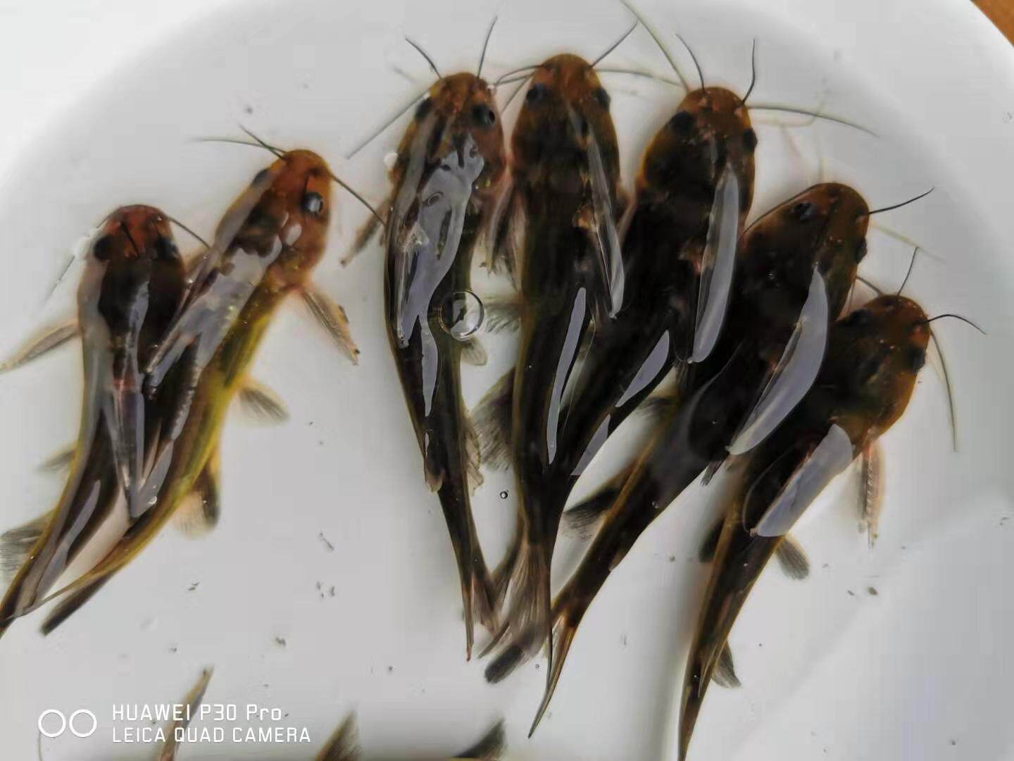 黄颡鱼公分苗阿黄辣丁刺疙疤鱼昂公汪丁黄骨鱼昂刺鱼