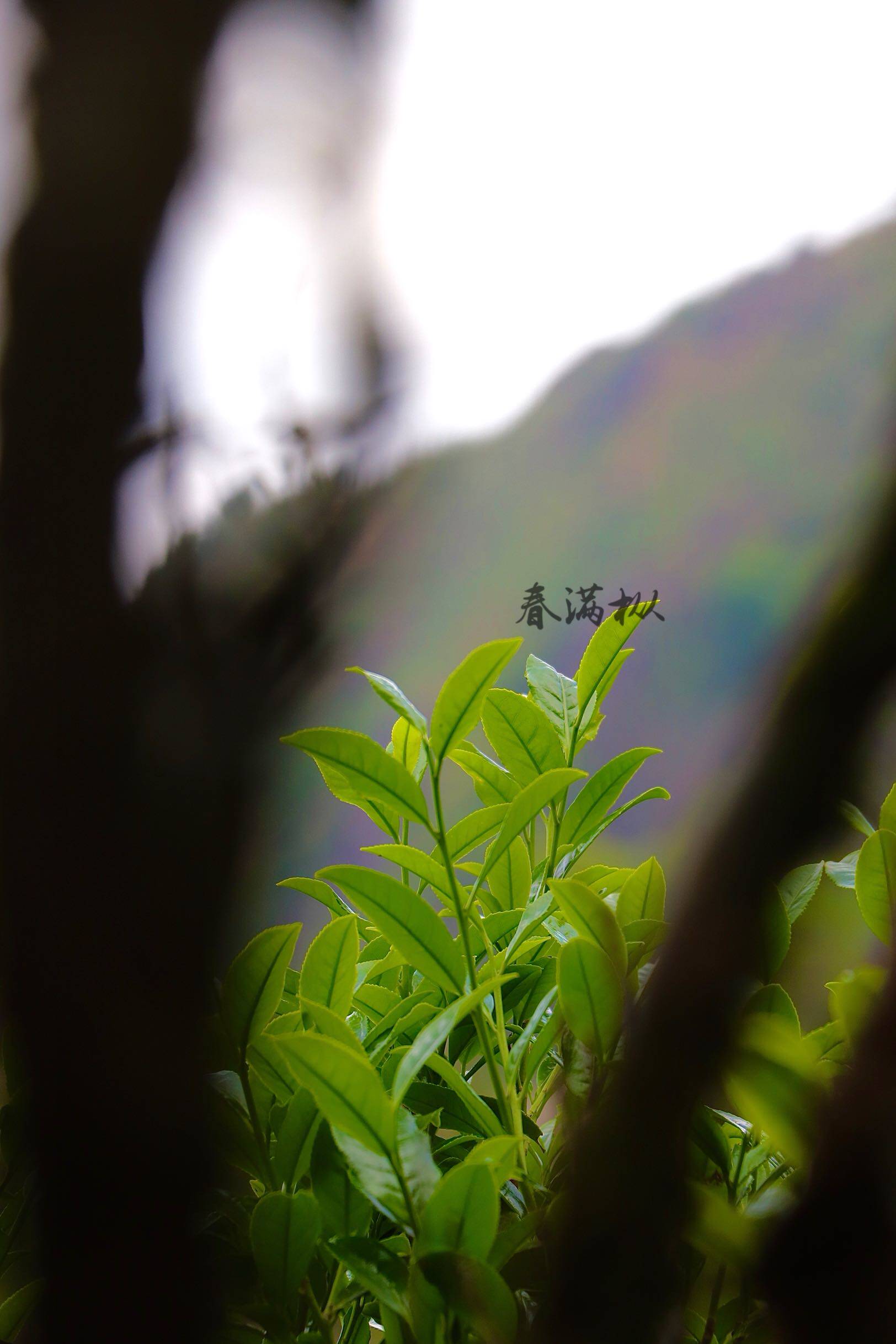 单丛老枞八仙42g乌岽年老茶树古树凤凰凤凰单丛