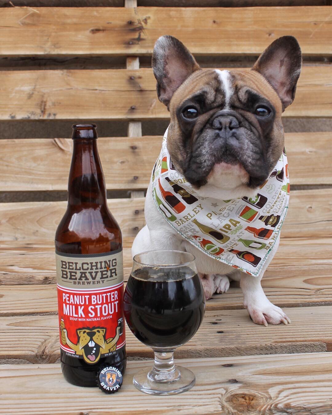 望角精酿打嗝海狸花生酱牛奶世涛啤酒24瓶整箱进口瓶装美国特价