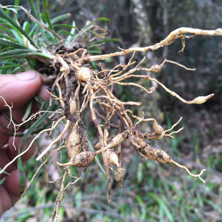湖南药材野生新鲜土麦冬 山麦冬 细叶麦冬 可去白酒苦味现挖500克
