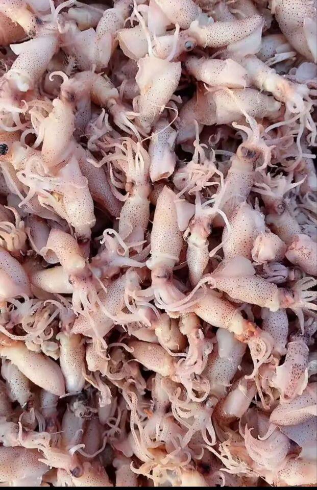 稀有带籽小乌贼干海兔干小籽乌干目鱼仔笔管鱼墨鱼仔250g海鲜干货抖音