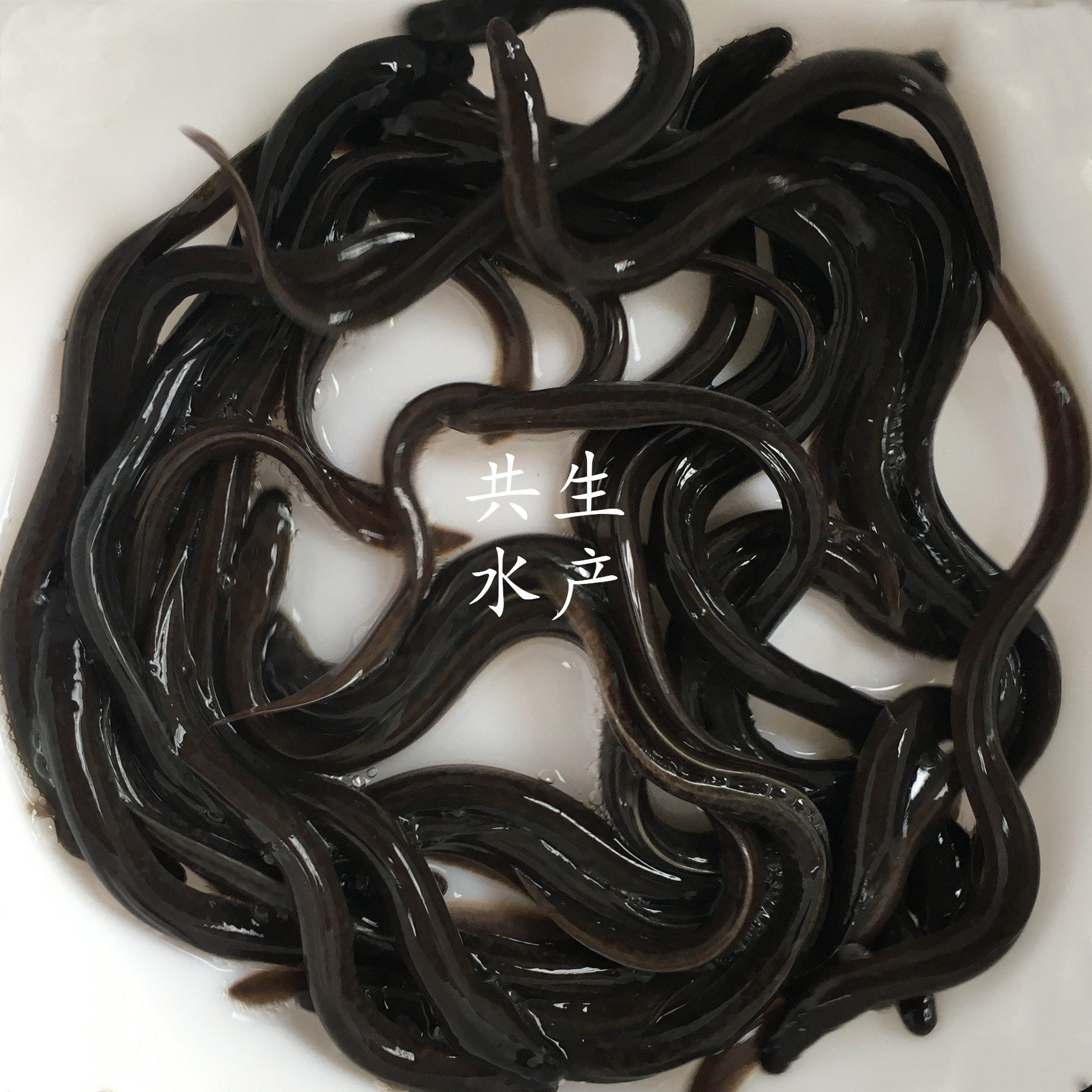 花鳗鱼 溪滑鱼鱼塘混养活体鱼苗 花锦鳝 河鳗大型鳗