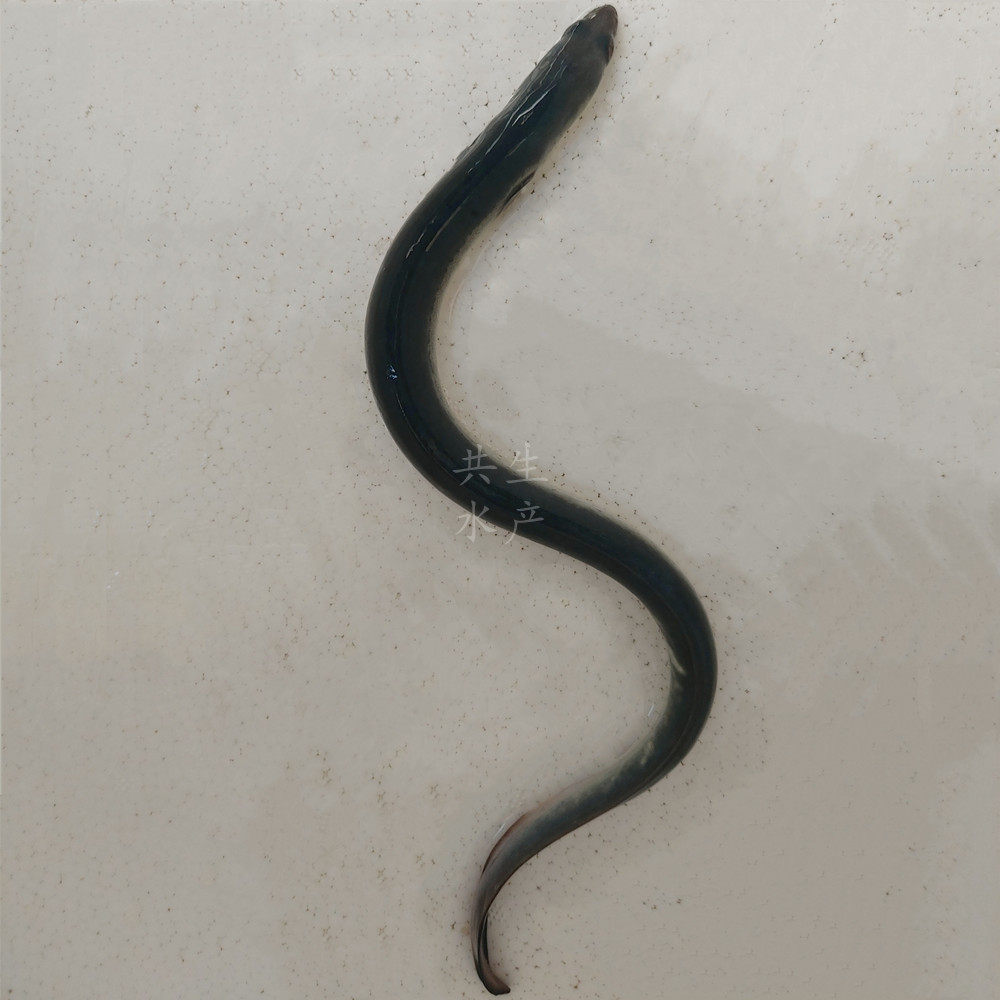 白鳗鱼苗 大型鳗鱼苗淡水 白鳝苗 花鳗苗 鳗鲡苗 河鳗苗 青鳝苗 - 爱