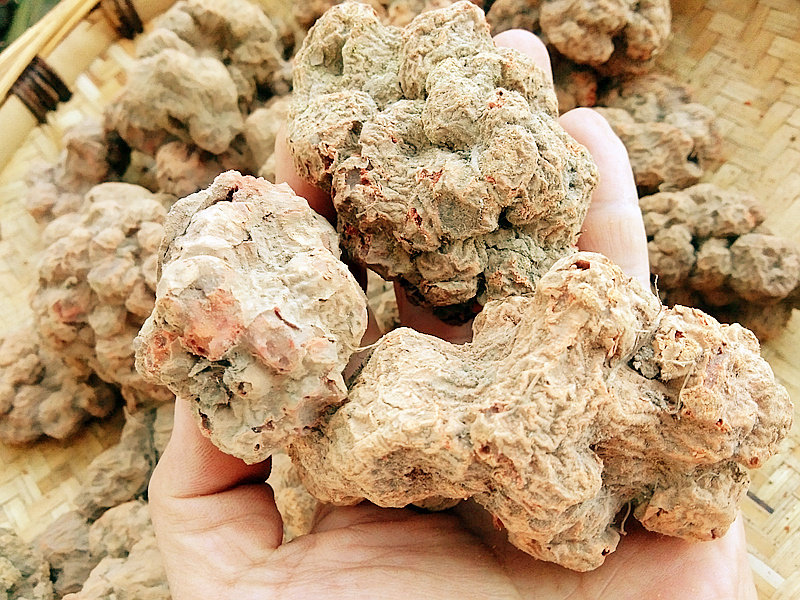 贵州野生中草药材白龙须250g包邮 八角枫瓜木须侧根白金条臭梧桐