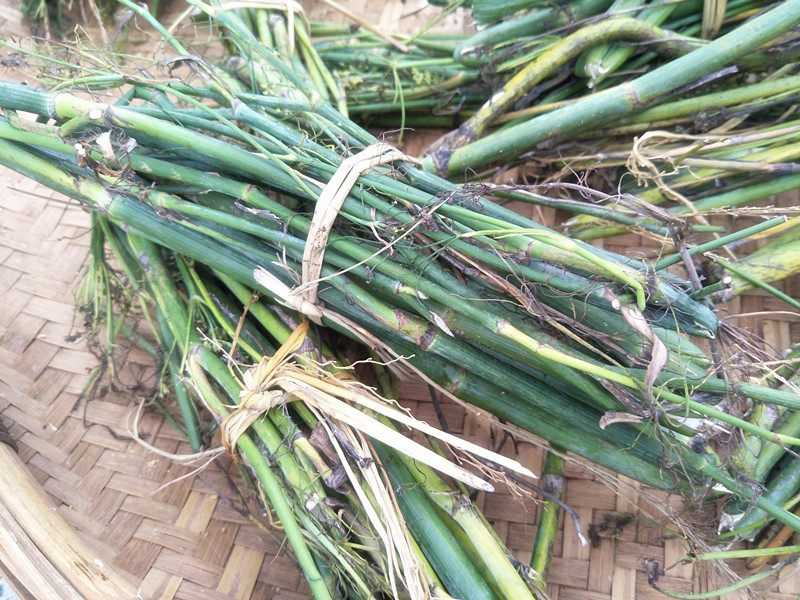 新晒干货小茴香50g包邮贵州特产小怀香丝菜谷花椒