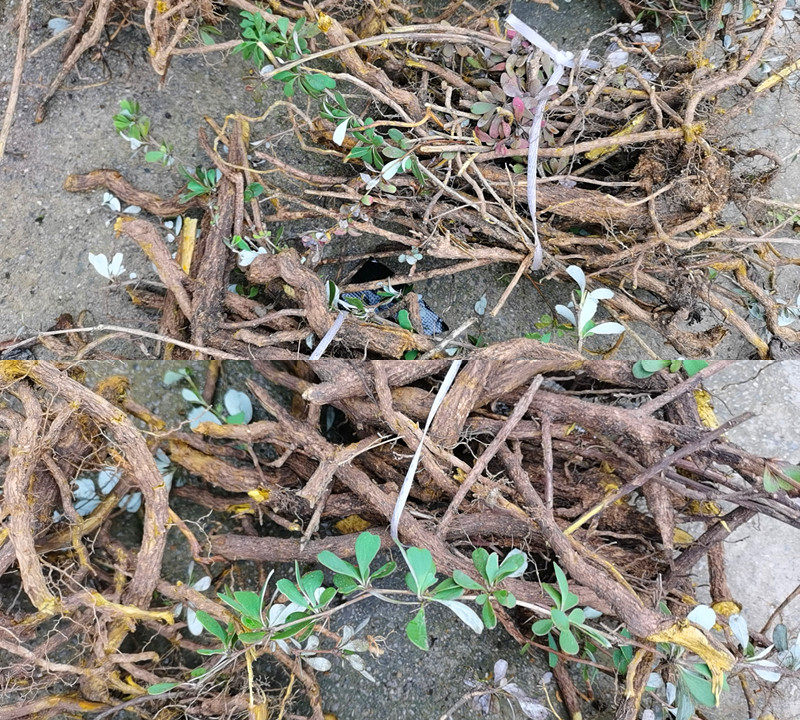 三颗贵州土黄干货新晒针刺莲铜刺小黄连野生其他药食同源食品