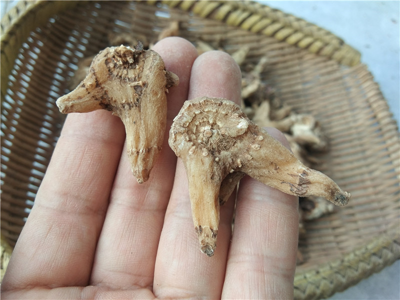 贵州野生三叉白芨 中药材小白及旱白芨中药白鸡干可打