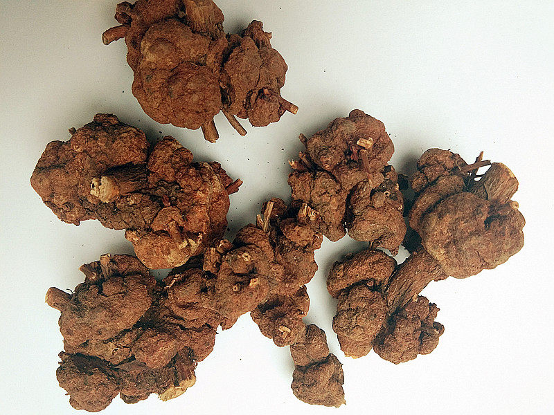 寄生过路贵州中药材野生黄果中草药大过黄寄生贯叶其他药食同源食品