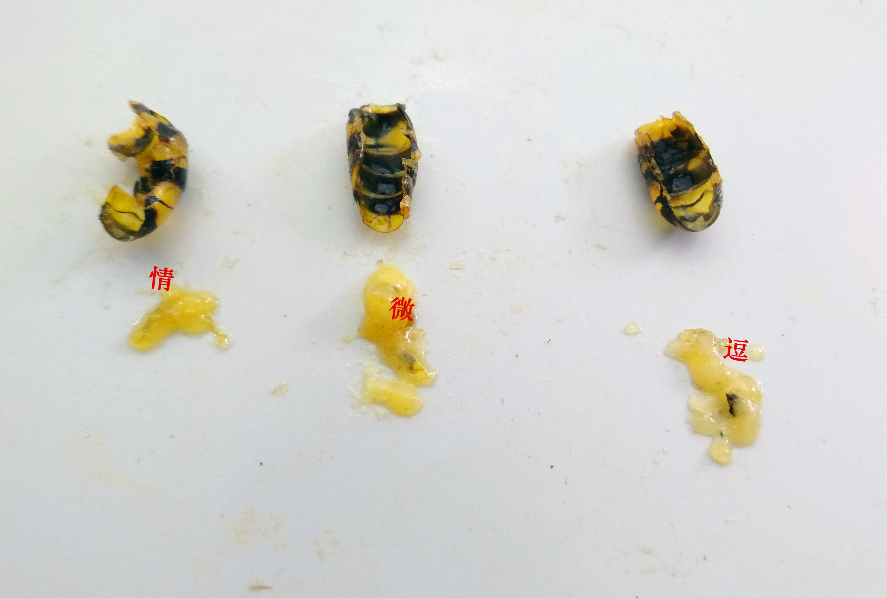 胡蜂过冬糖马蜂服虎头蜂红娘金环大黑尾黄脚蜂王雄蜂营养液活动区