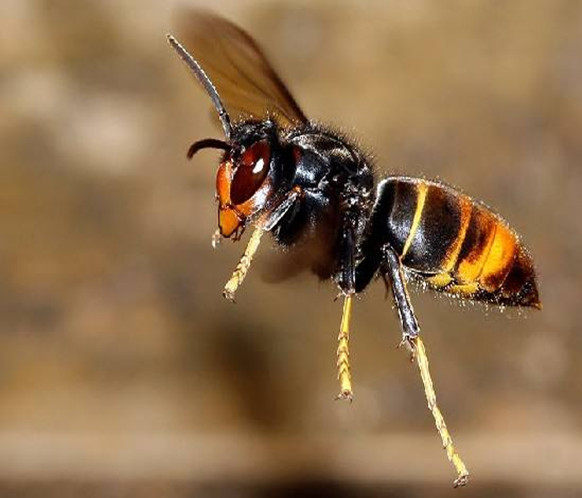 野黄脚葫芦蜂王胡蜂王马蜂服虎头红娘金环大黑尾营养液活动区食笼