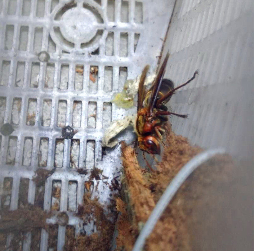 野生游七里蜂王胡蜂王马蜂服虎头红娘金环大黑尾营养液活动区食笼