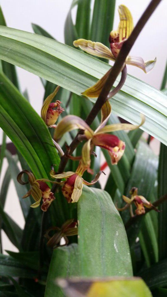 麻栗坡老山兰花墨兰老山特产室内外盆栽花卉绿色裸根不带土包邮