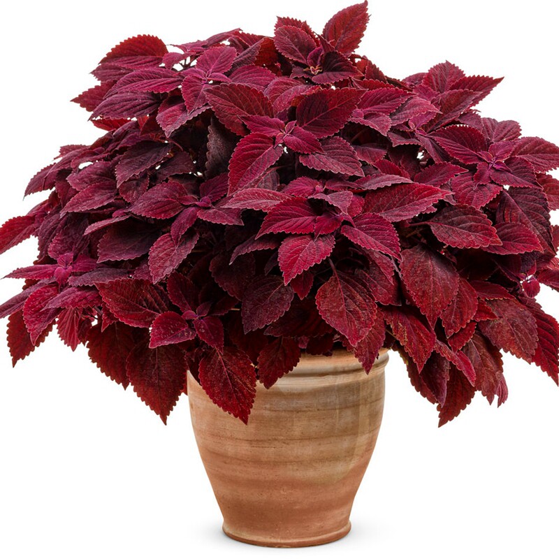 彩叶草 五色草变化叶盆栽绿植阳台花卉观叶植物庭院花园好养活  价格