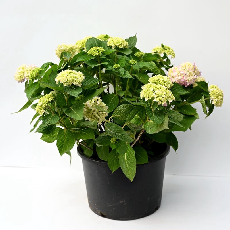 忘言园艺三叔推荐无尽夏大花绣球花盆盆栽绿植绣球