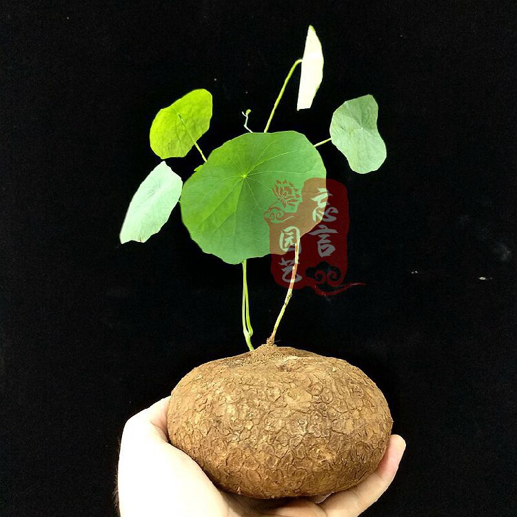 金不换绿植房间阳台常绿四季宅好爬藤田七龙田七绿植