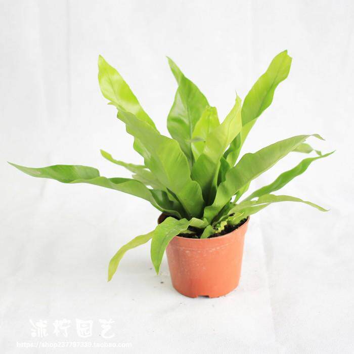 绿植阔叶鸟巢蕨山苏花盆栽花卉新房四季常青绿植