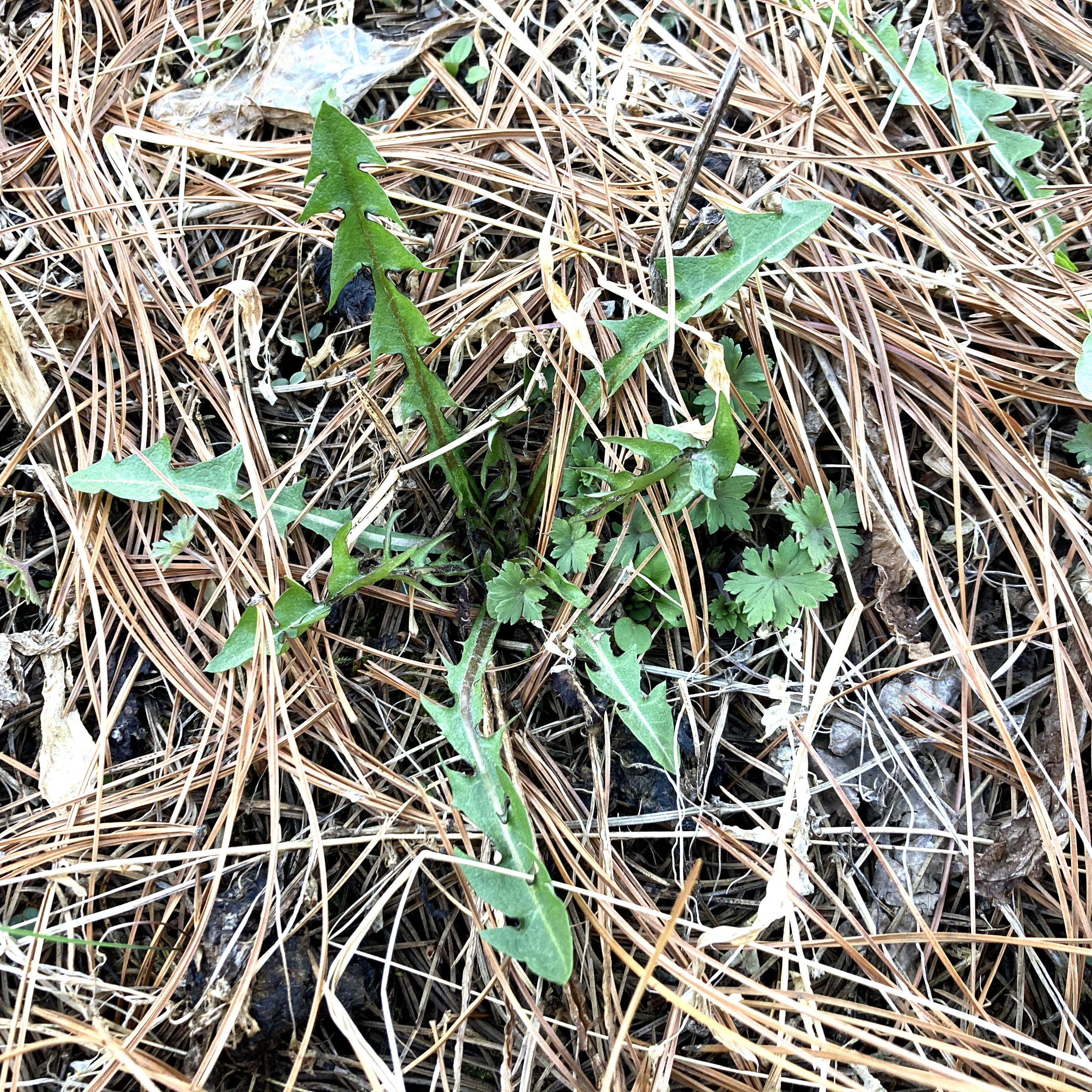 东北山野菜新鲜婆婆250g蒲公英食用野菜4份顺丰其它