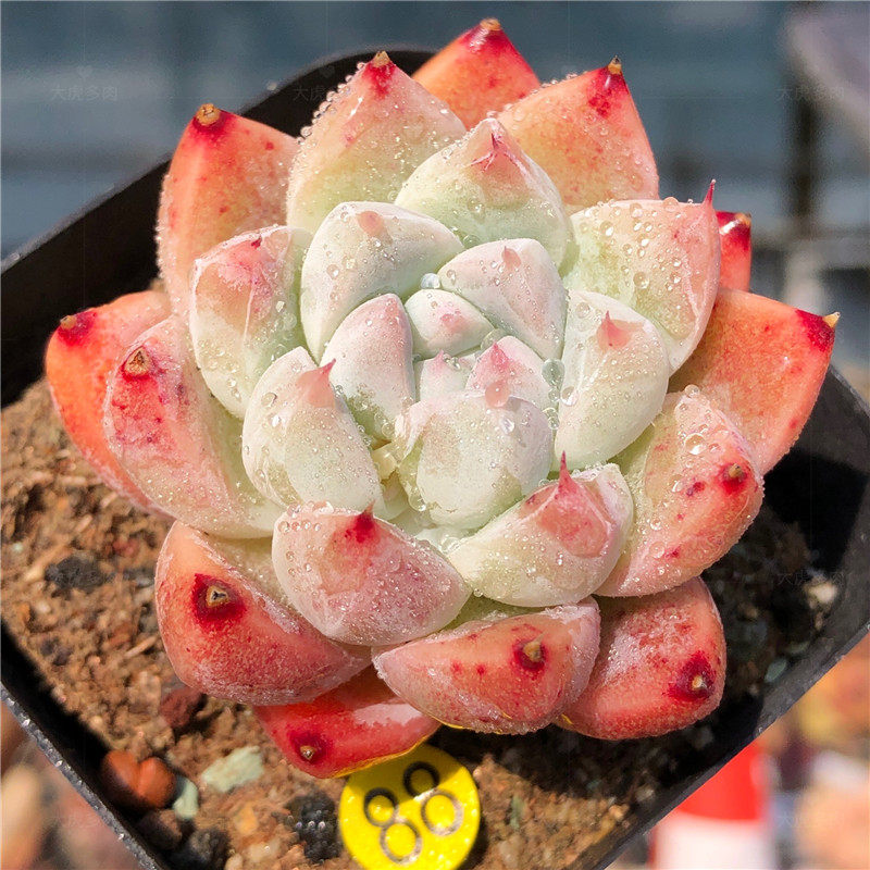 多肉冰橙植物新品杂交韩国进口精品景天一物多肉植物