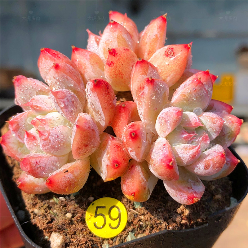 多肉冰橙植物新品杂交韩国进口精品景天一物多肉植物