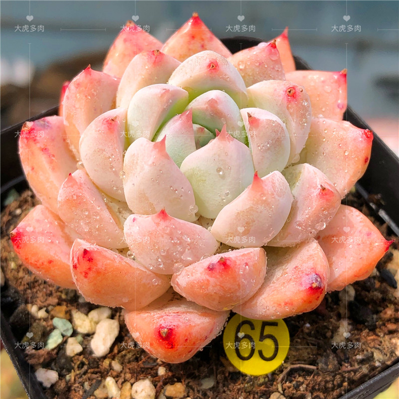 多肉冰橙植物新品杂交韩国进口精品多肉植物