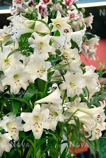 即将到货 特里昂菲特经典大花lo百合复花性好多年生进口种球