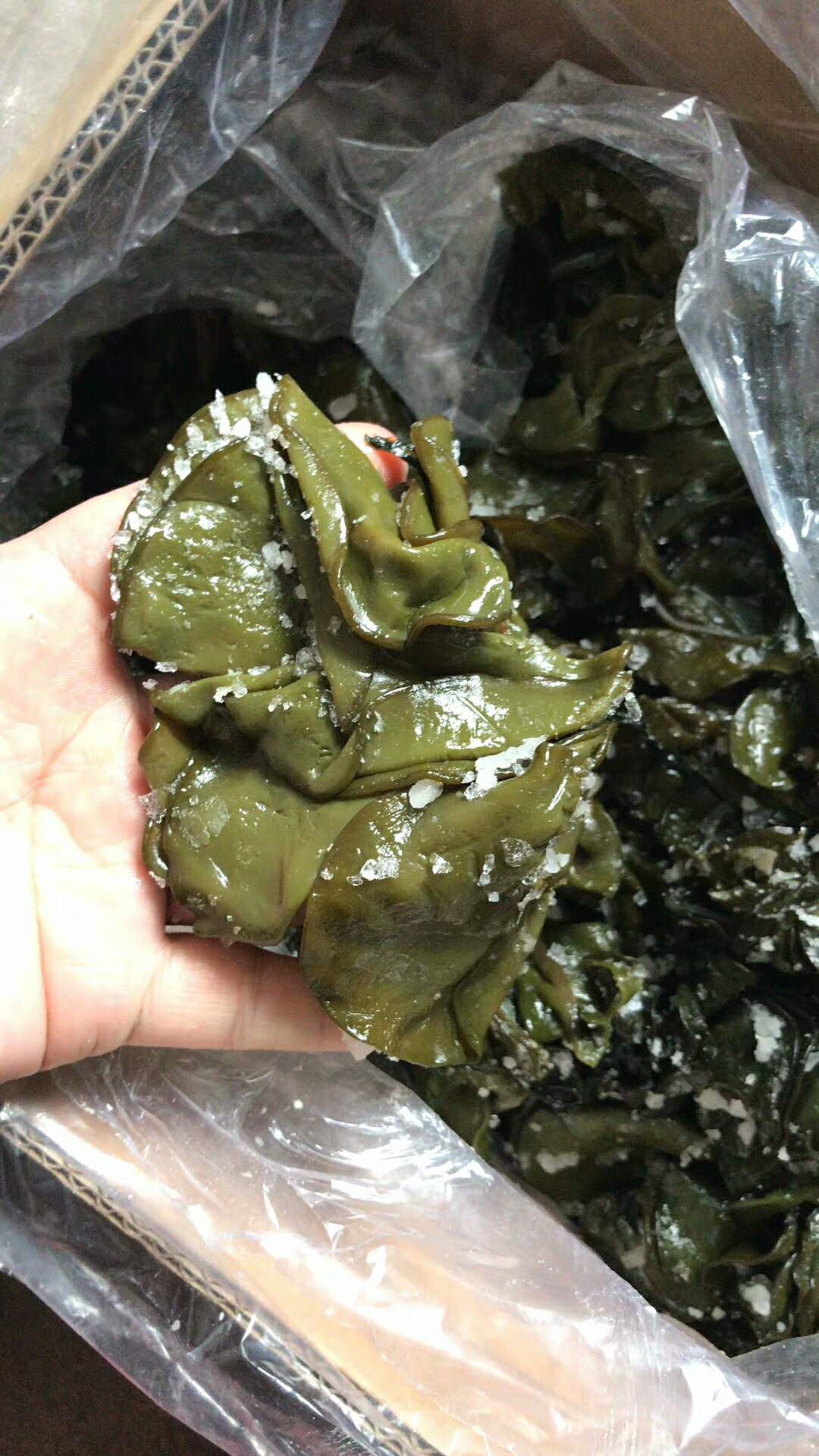 海白菜原型图片图片