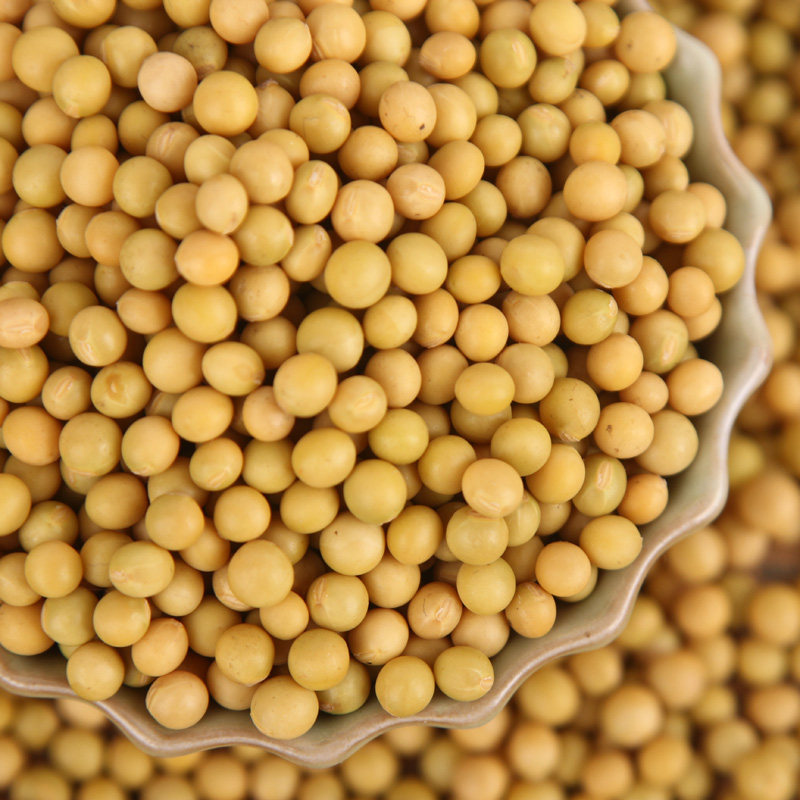 豆芽农家转基因纳豆大豆专用小粒珍珠粒黄种子黄豆