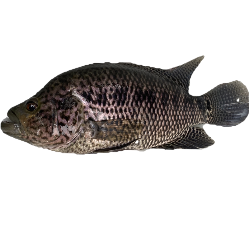 淡水石斑鱼苗花斑淡水养殖食用易养活观赏鱼大型鱼凶猛鱼路亚鱼苗