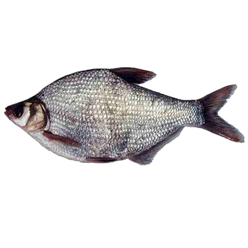 鱼苗三角淡水鳊鱼武昌鲂鱼团头鲂活体沙边养殖鱼