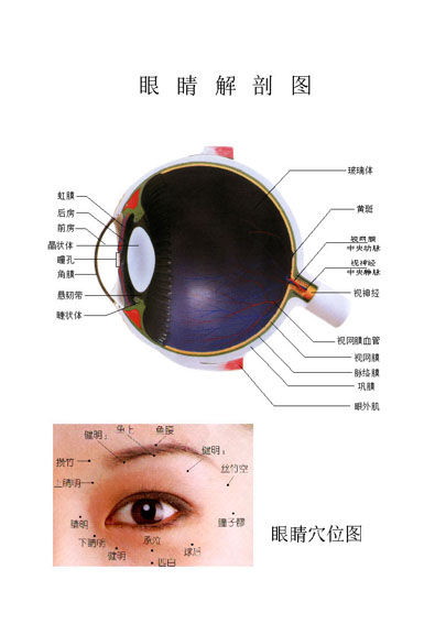 薄膜海报印制展板喷绘写真眼睛解剖穴位位图塑料薄膜