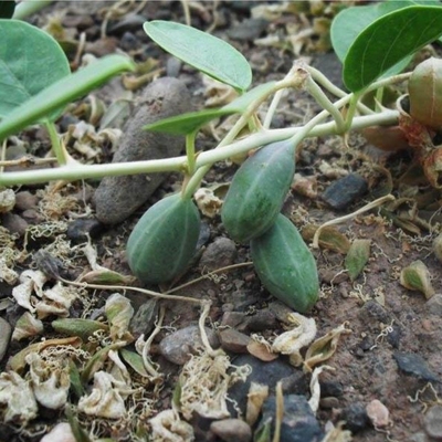 新疆西瓜500g野生老瓜红花泡酒特产中药材腰腿关节肩颈手其他药食同源