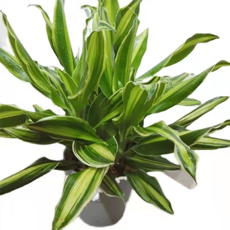 巴西四季多年生净化空气绿植叶绿植美人半阴观客厅室内绿植