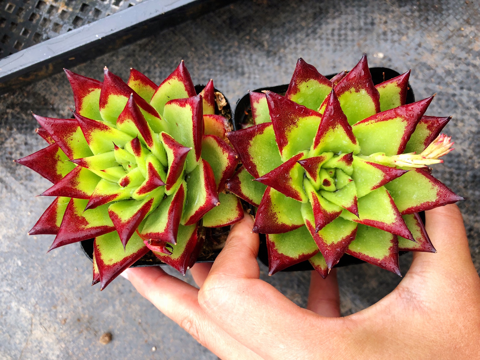 乌木口红母本大单头多肉植物魅惑之宵东云一物多肉植物