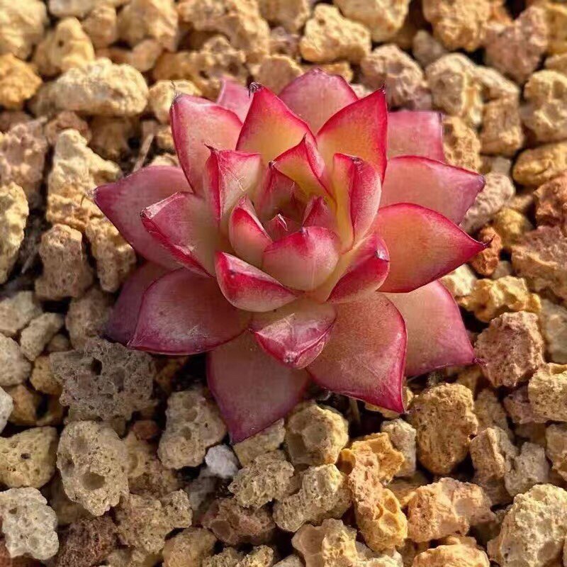 韩货新品梦幻女王单头多头群生一物一拍多肉多肉植物