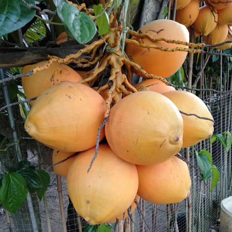 椰子海南南金现摘黄椰子带皮小个型水分甘甜6个装椰青