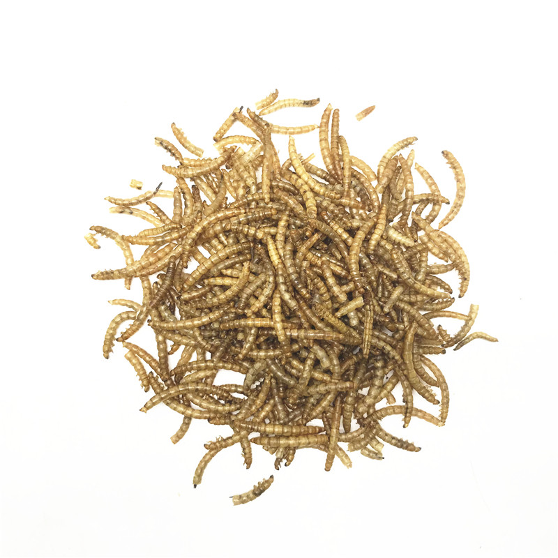 高蛋白面包虫仓鼠金丝熊花枝刺猬蜜袋陆龟补钙饲料