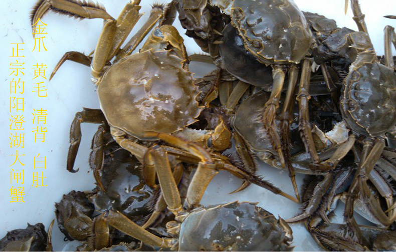 现货阳澄湖鲜活大闸蟹特大螃蟹公蟹母蟹3035两10只大闸蟹