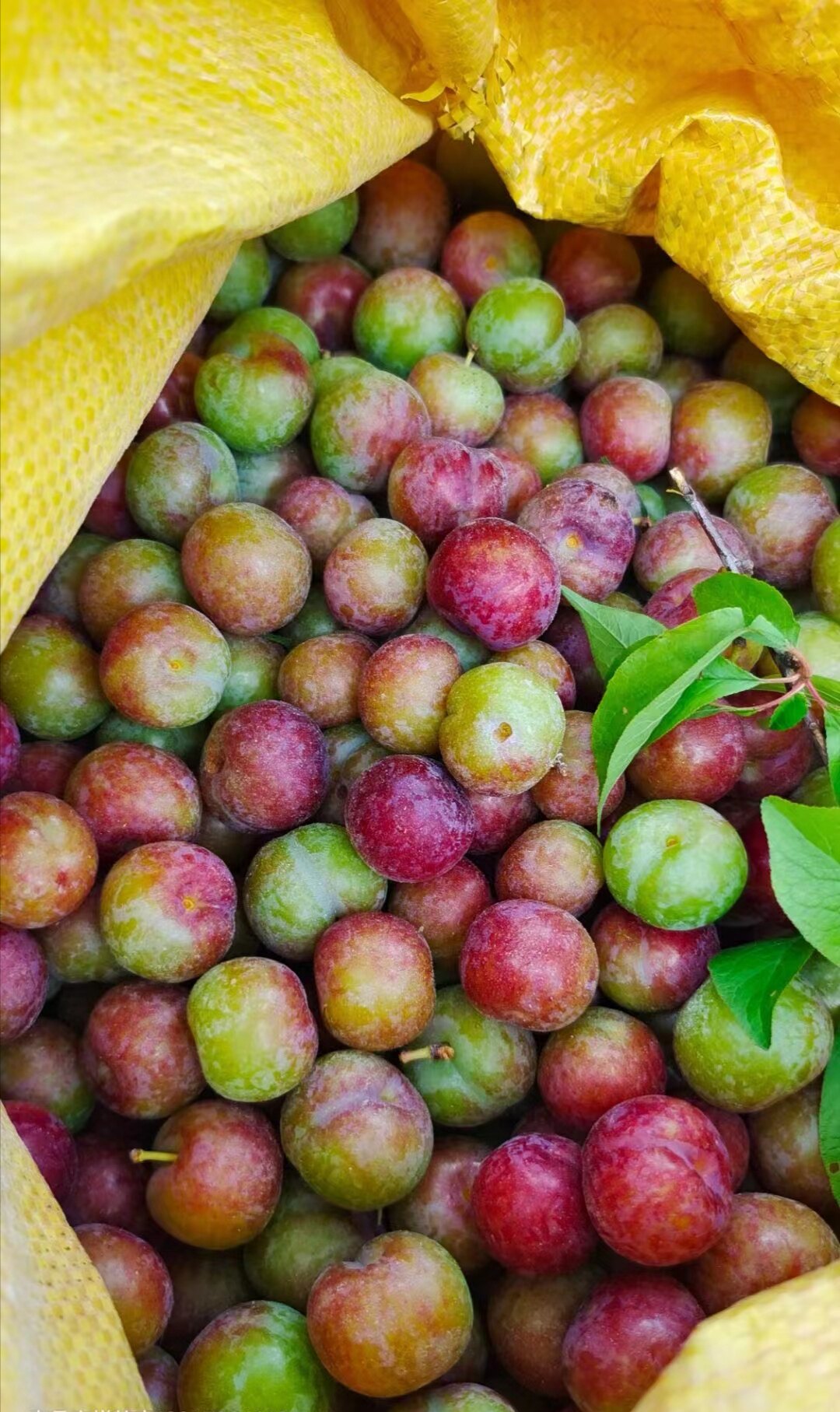 河池水果新鲜李新鲜多汁脆甜5斤包谷南丹李包谷李子