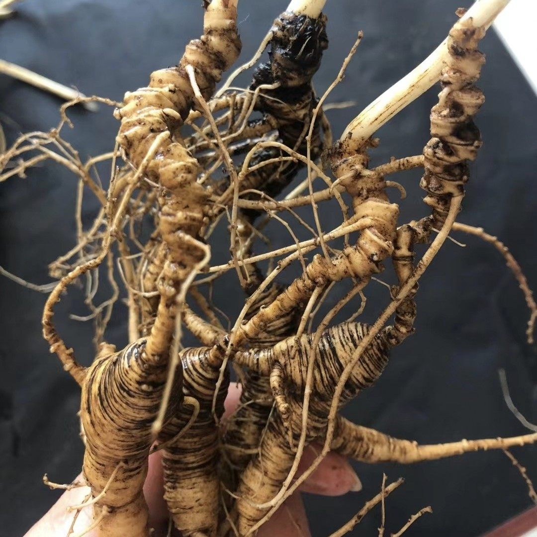 新款食用农产品长白山野生林下籽生参泡25年参龄山参