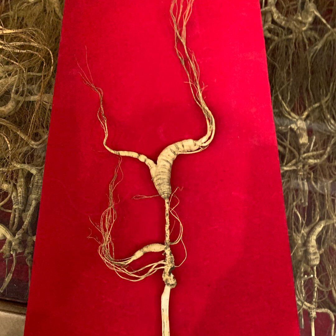 长白山煲汤籽野林下高龄年老人参野山吉林人吉林山参