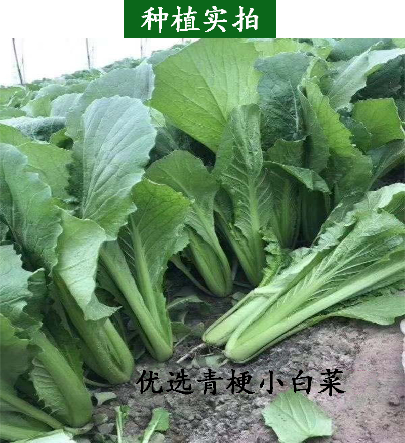 优选青梗小白菜种子生长速度快青帮绿叶油绿亮泽无毛高产四季种植