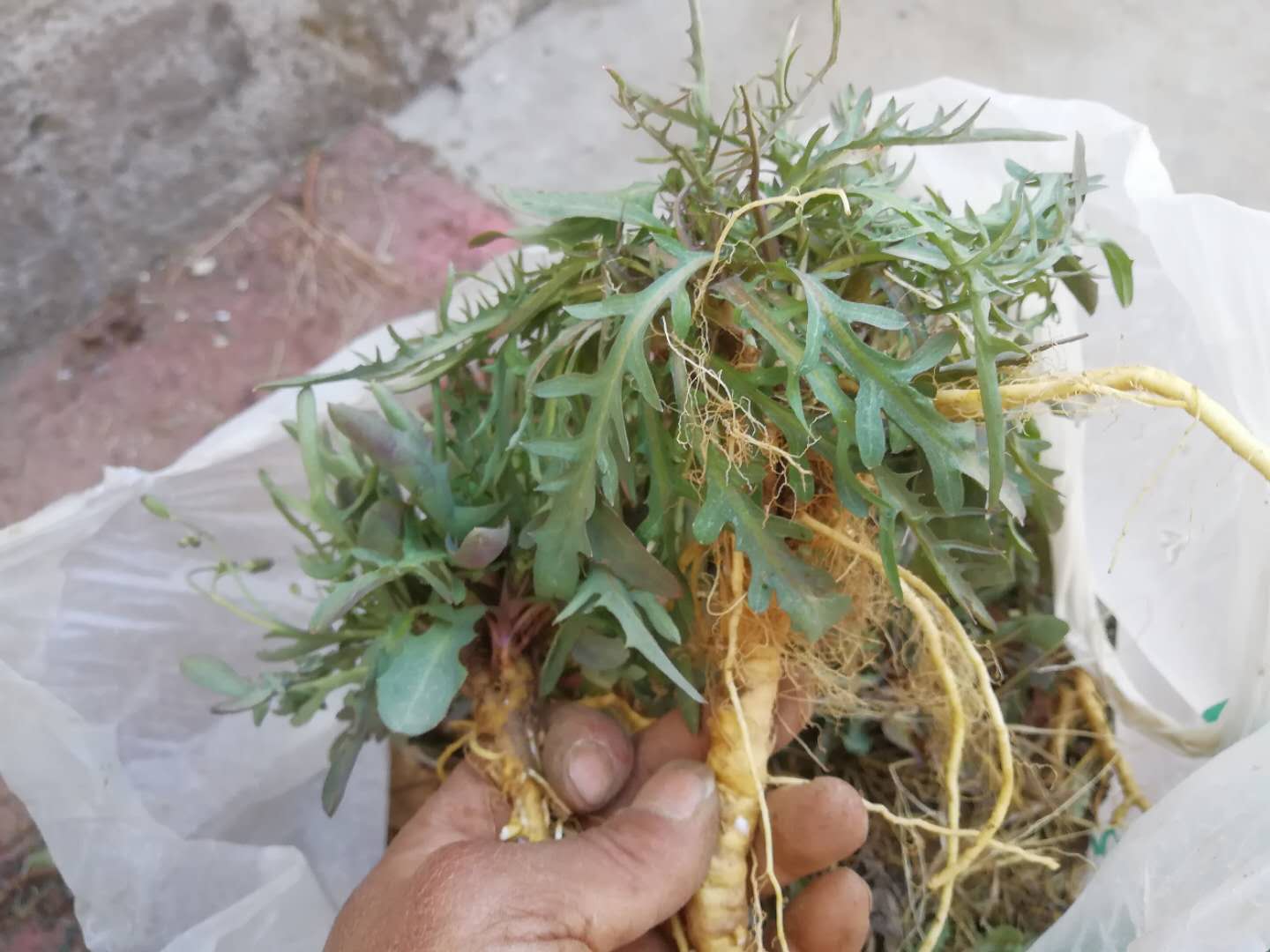 山东野生苦麻子小叶苦菜苦荬菜苦碟子菜根生吃蘸酱一斤