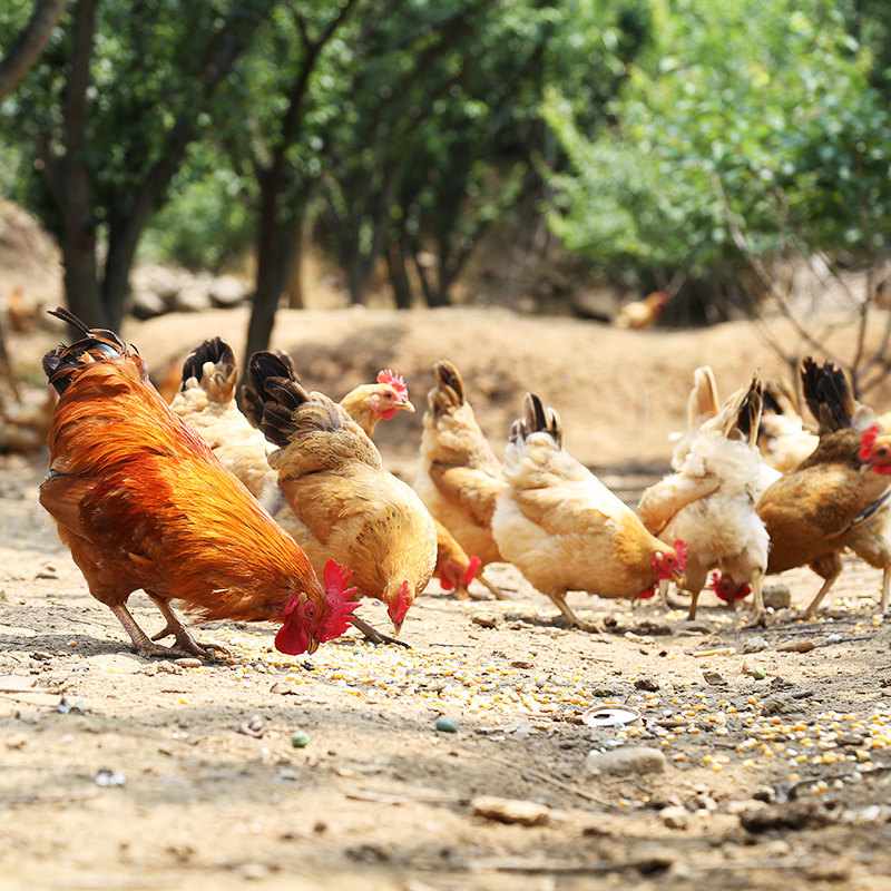 皖南石台富硒高山散养真空包装老母鸡土鸡笨鸡月子自家空运包邮