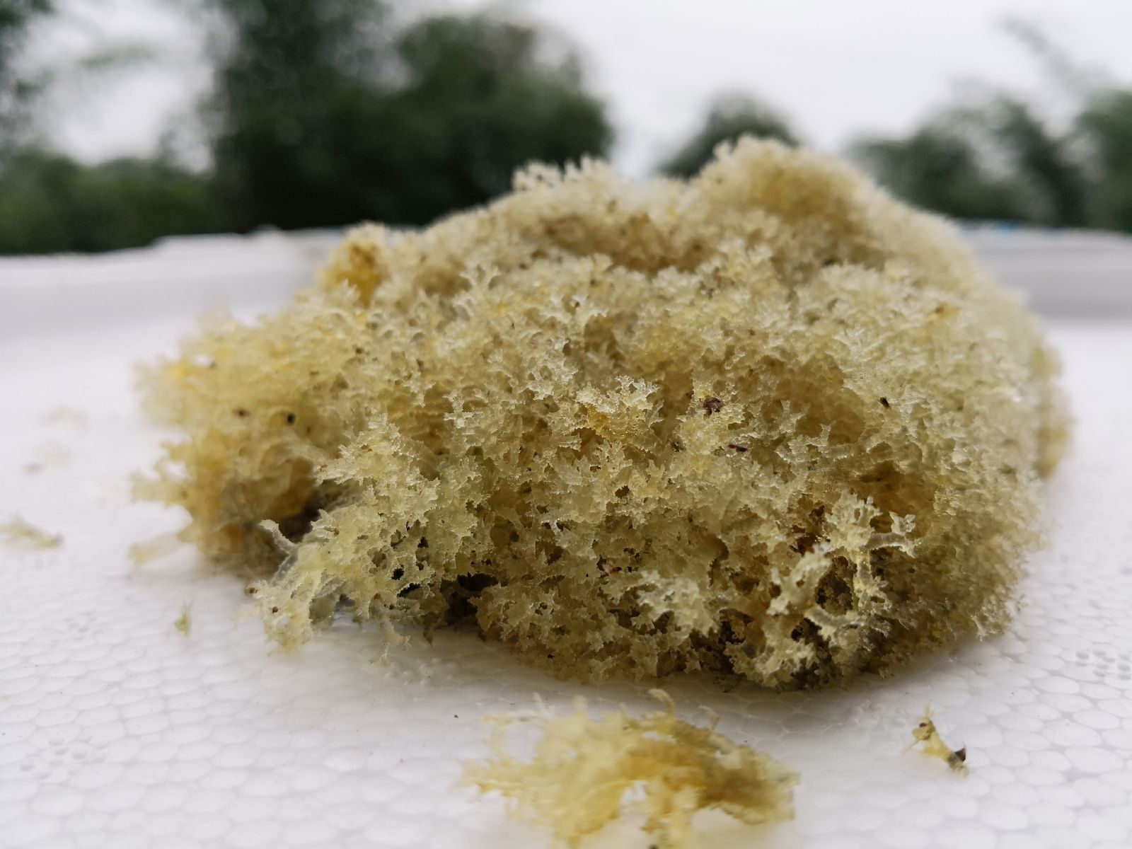 燕窝四川特产野生特级竹花竹菌酒店食材500g竹荪