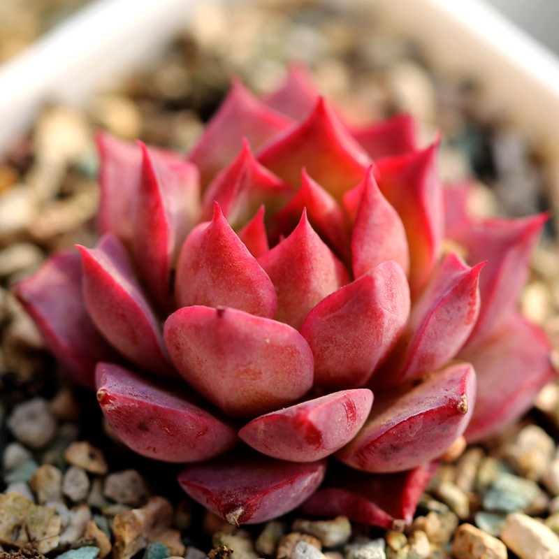 植物花木小海螺多肉景天盆栽防辐射肉肉趣味阳台多肉植物