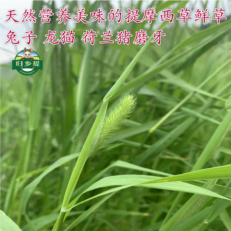 提摩西草甘肃岷县归乡提半烘干提草豚鼠食物粮天竺鼠饲料北提干草