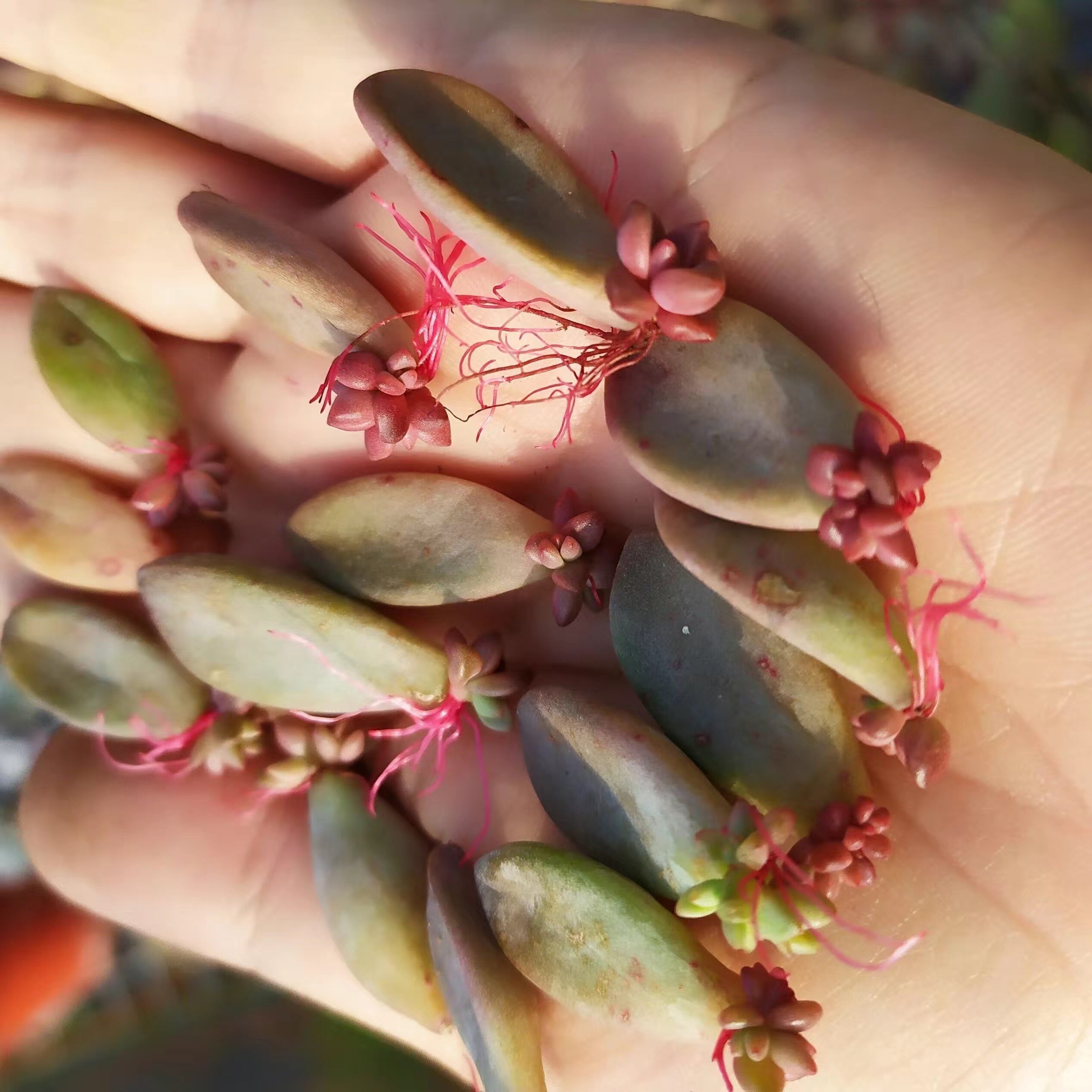 紫乐叶插小苗发芽姬胧月叶片淡雪多肉布丁植物多肉植物