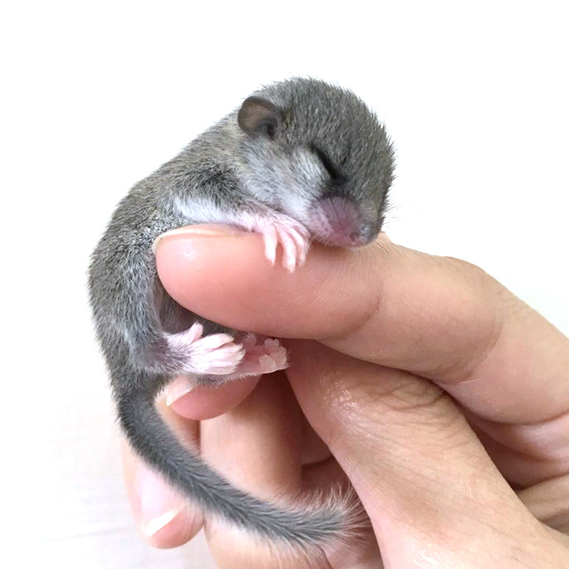 通心粉鼠幼崽活体学生宿舍寝室养的活物粘人小宠物小型肥尾沙鼠