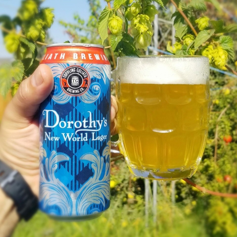 啤酒1月拉格黄啤酒精酿lager蒸汽加州多萝巨人啤酒