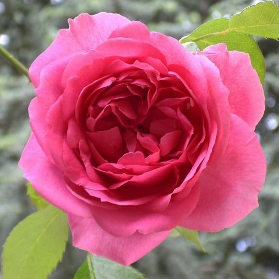 254藤本粉云青莲居欧洲月季 进口嫁接藤本攀援庭院2年盆栽花卉苗